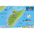 Cozumel Dive Map & Reef Creatures Guide Franko Maps Laminated Fish Card