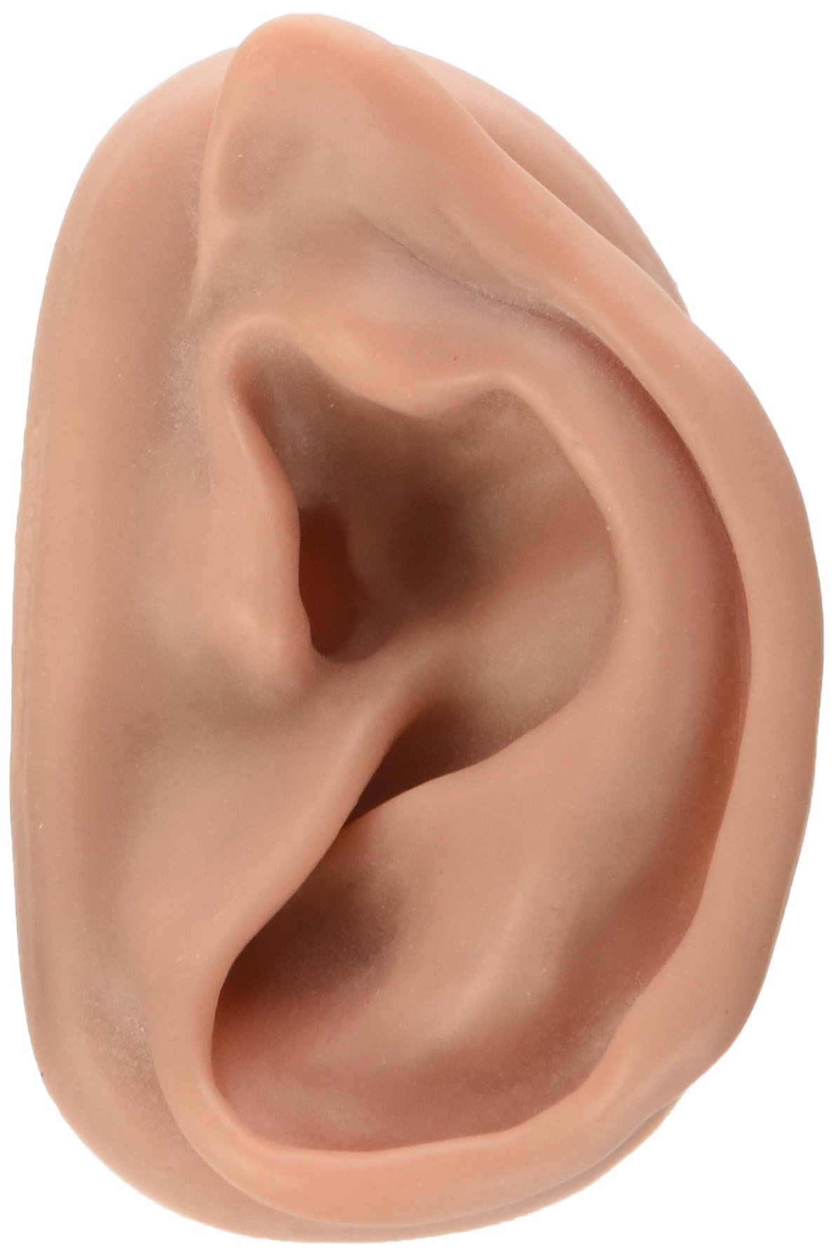 3B Scientific N15/1R Acupuncture Right Ear Model