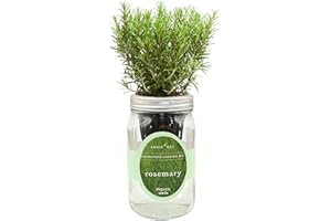 Environet Hydroponic Herb Growing Kit, Self-Watering Mason Jar Herb Garden Starter Kit Indoor, Windowsill Herbs Garden, Grow Your Own Herbs from Organic Seeds (Rosemary)