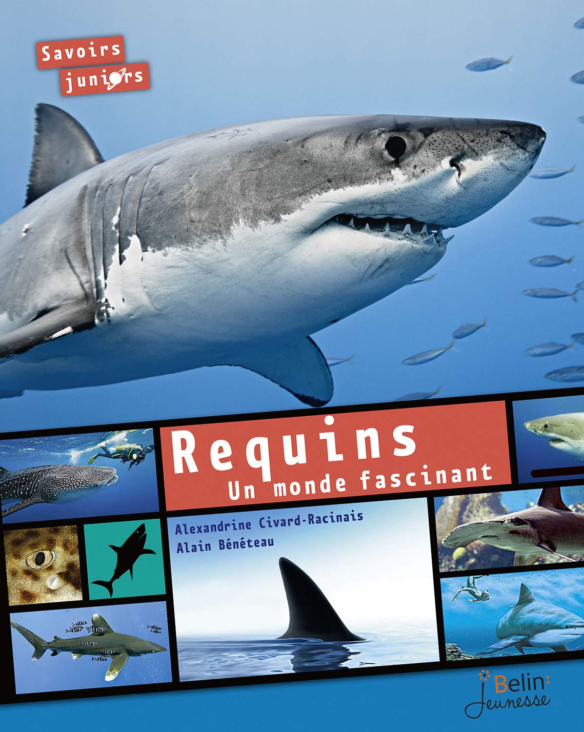 Amazon Fr Requins Un Monde Fascinant Civard Racinais Alexandrine Beneteau Alain Livres