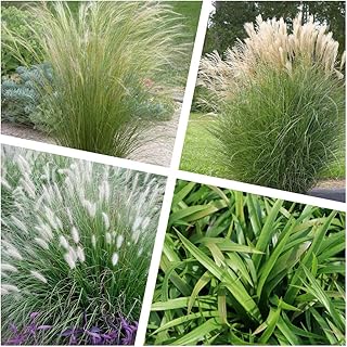 4 x Ziergras KOLLEKTION 1 Liter (Ziergras/Gräser) BLICKFANG