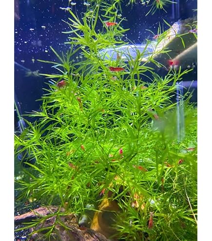 Fast-Growing Aquarium Plants: Top Picks for Vibrant Underwater Gardens
