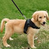 FUNKEEN PET HOUSE Dog Harness Comfort Soft Breathable Adjustable Mesh Large view 7