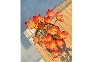 Rain Lily Bulbs 6 Pcs for Fall Planting Perennial Flower Bulbs, Pink Red Orange Zephyranthes, Drought Tolerant Easy to Care G