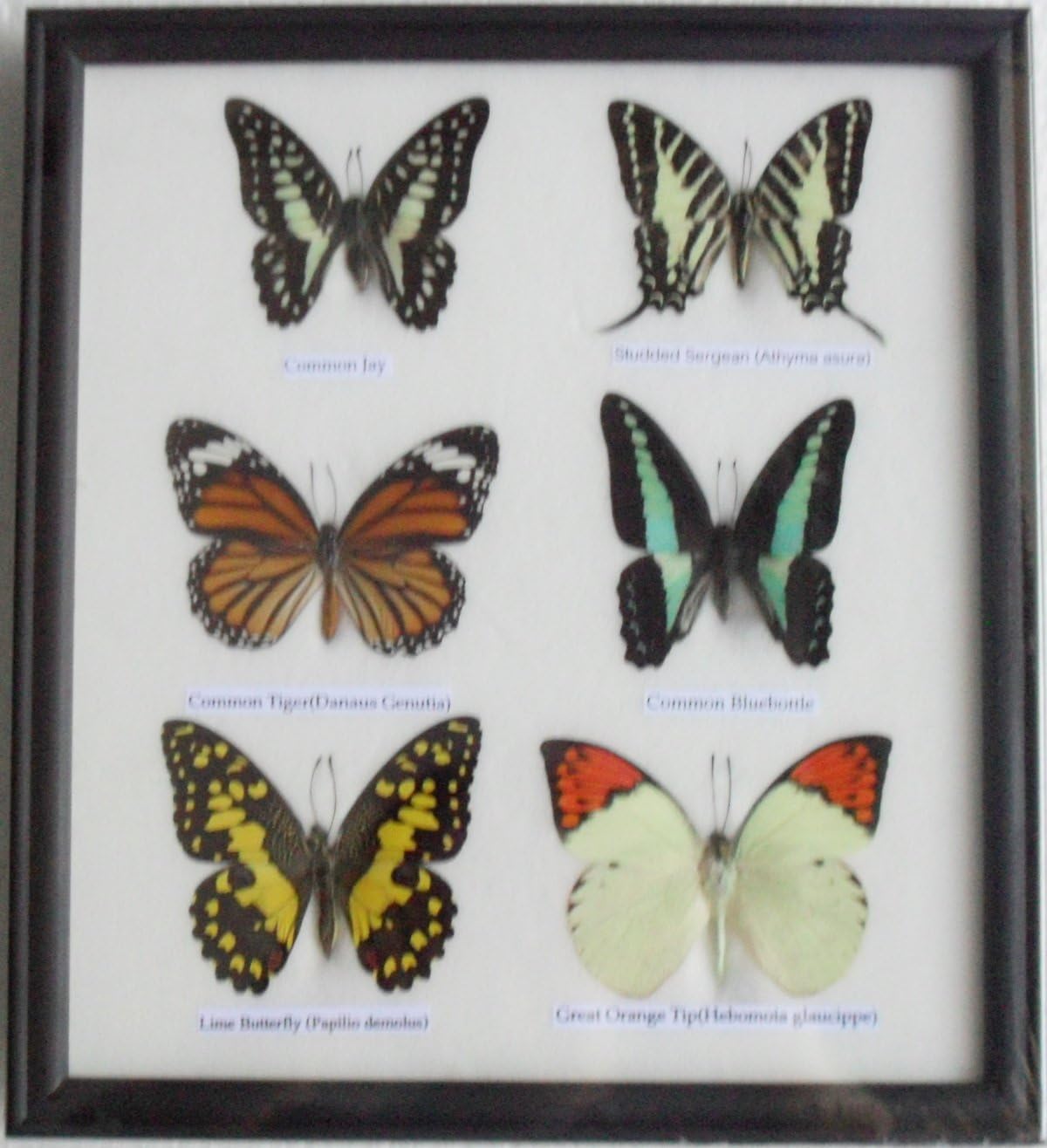 Amazon Com Gabur Real 6 Mix Butterflies Set Collection Gifts