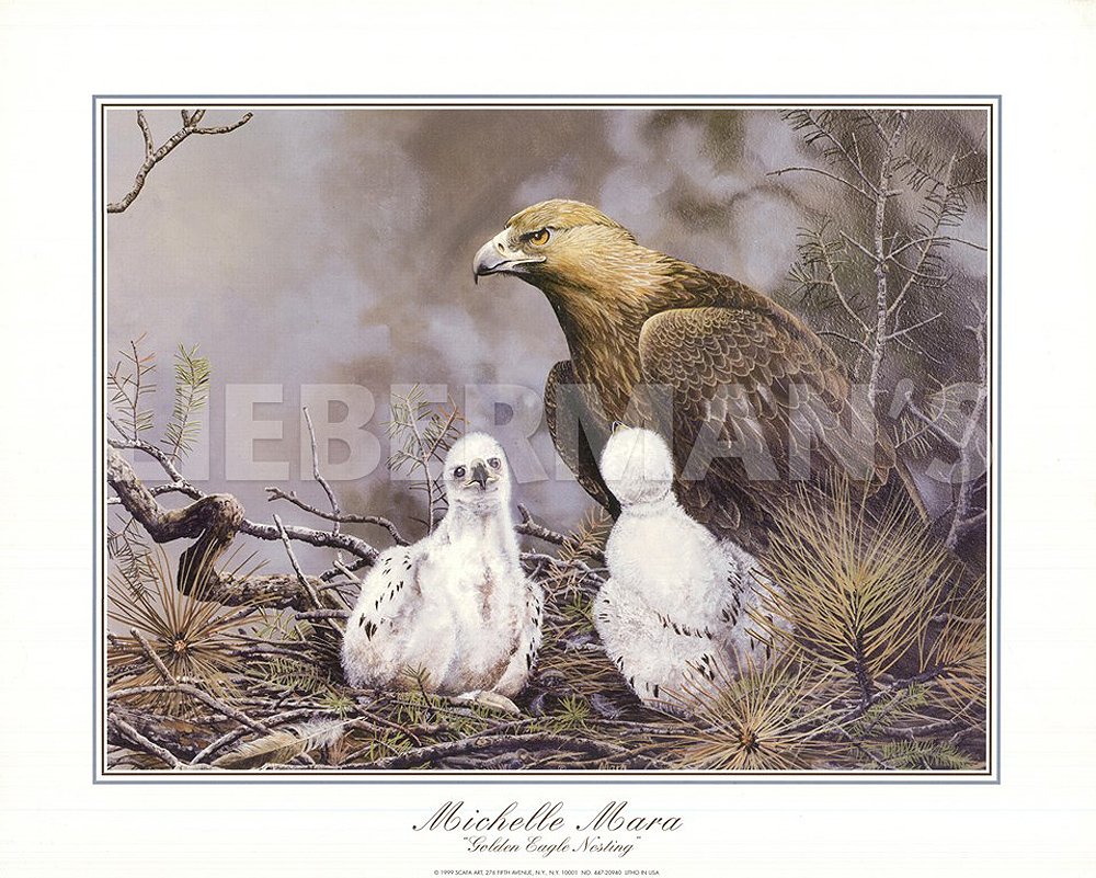 Amazoncom Michelle Mara Golden Eagle Nesting Open Edition