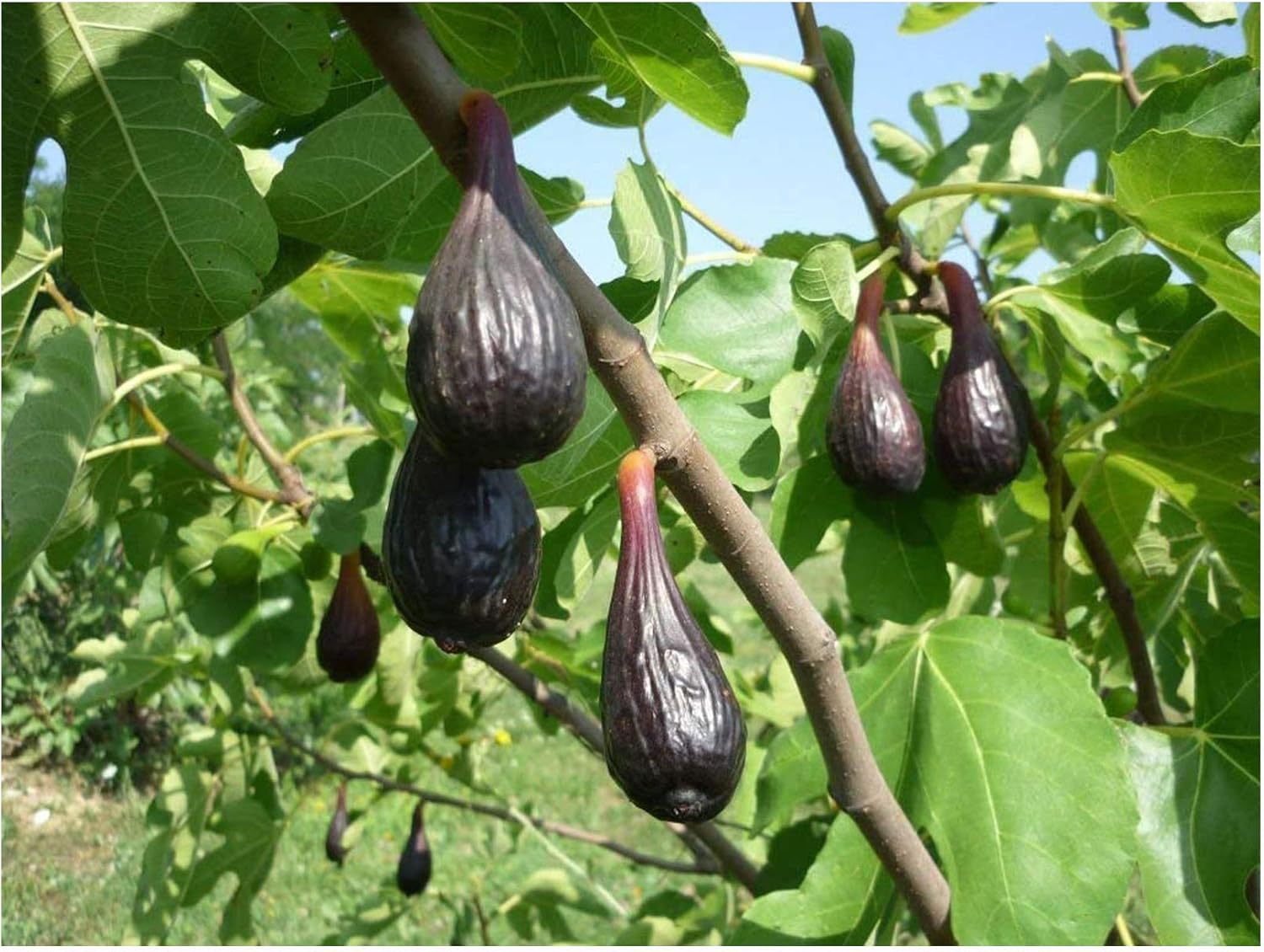 Long fruited Fig Plant FICUS CARICA 'Cigar' or Banana fig Dark fruited