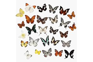 LSHAI 12 Pcs Real Taxidermy Butterfly - Butterfly Specimen Artwork Material Decor,Taxidermy Animals Supplies for Science Education Multicolor (Random)