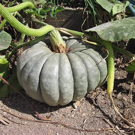 Amazon Com Pumpkin Blue Seeds Giant Rare Queensland Vegetable