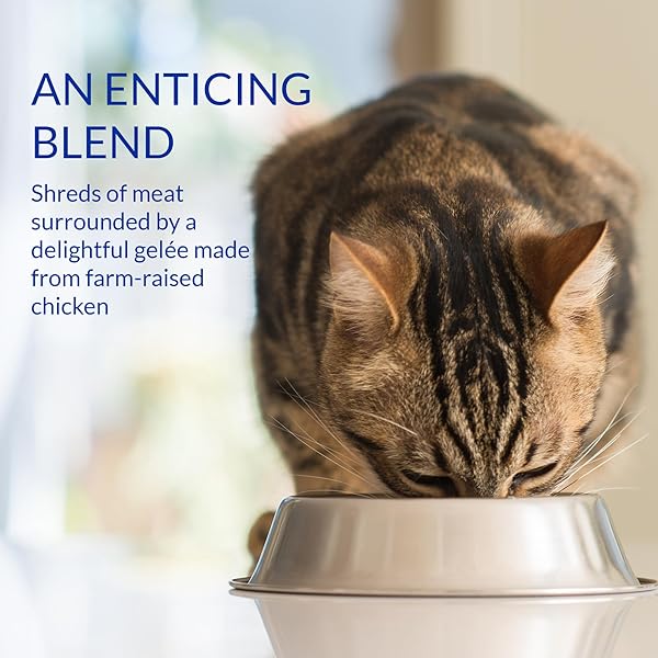 INABA CHURU STEW FOR CATS, CREAMY BROTH GELÉE WITH SHREDDED CHICKEN TOPPER/TREAT POUCH WITH VITAMIN E, 1.4 OUNCES PER POUCH, 6 POUCHES TOTAL, CHICKEN RECIPE