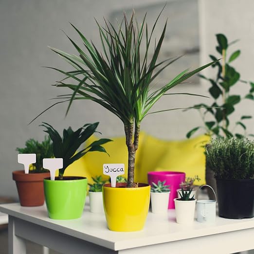 TRIXES 100 Etiquetas para Plantas en Forma de T - 6 x 10 cm - para ...