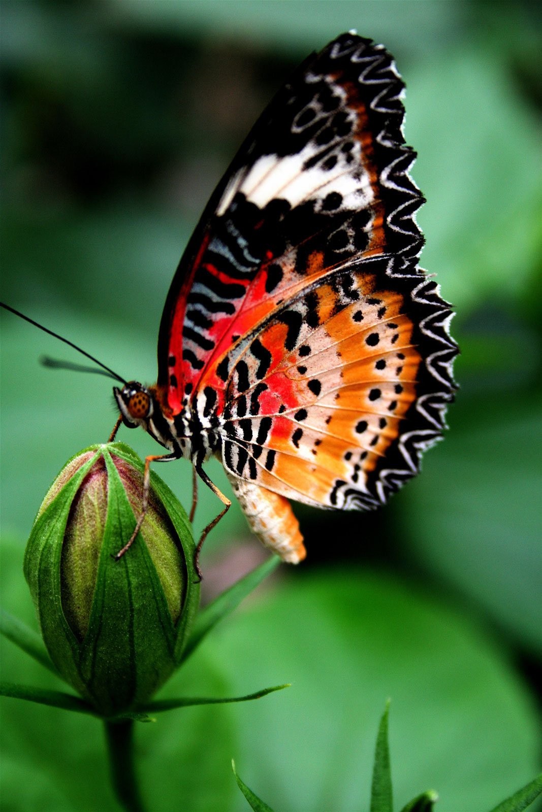 Watch National Velvet Prime Video