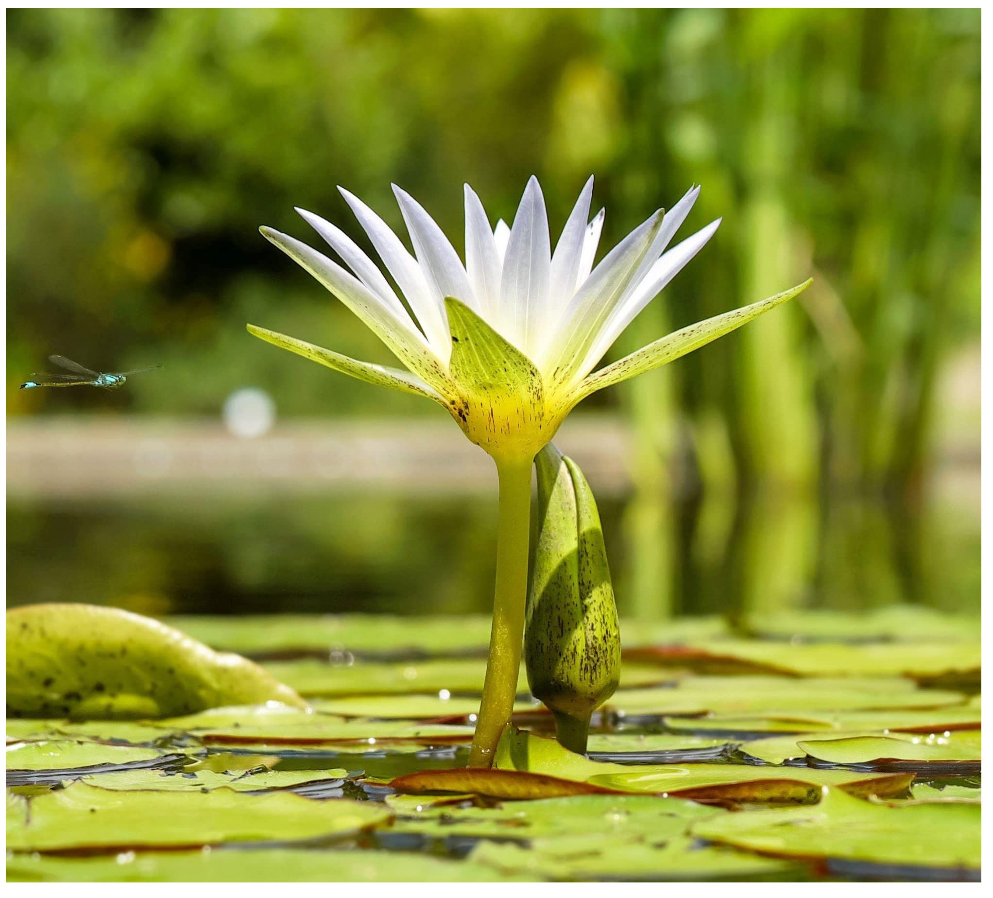 Aquatic Plant Pond Soil - 5.5 Litres Lily, Tropical Lotus, Water Iris & Pond Plant Compost - Hydrate at Home