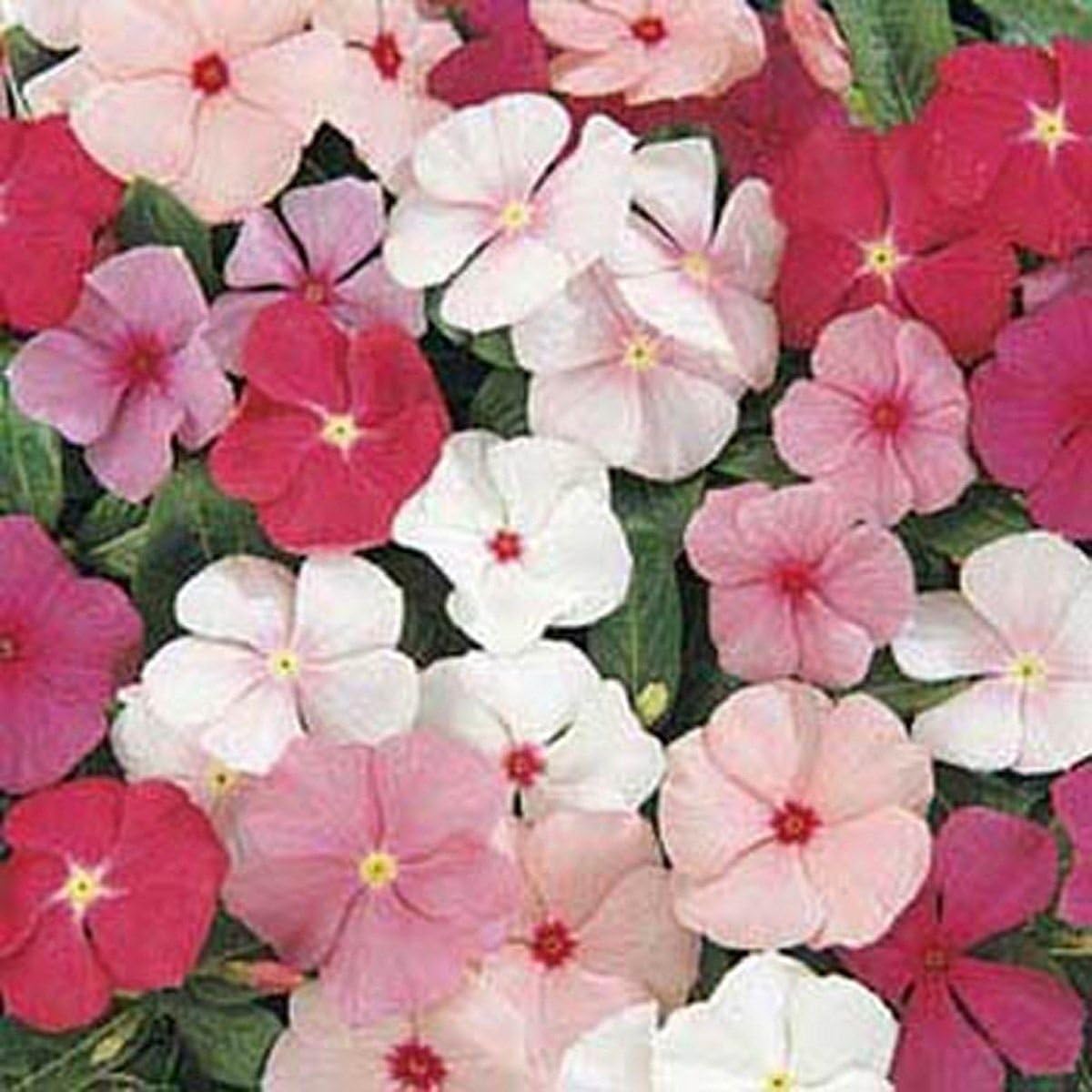 Vinca rosea Periwinkle pink MIX Flower Seeds from Ukraine