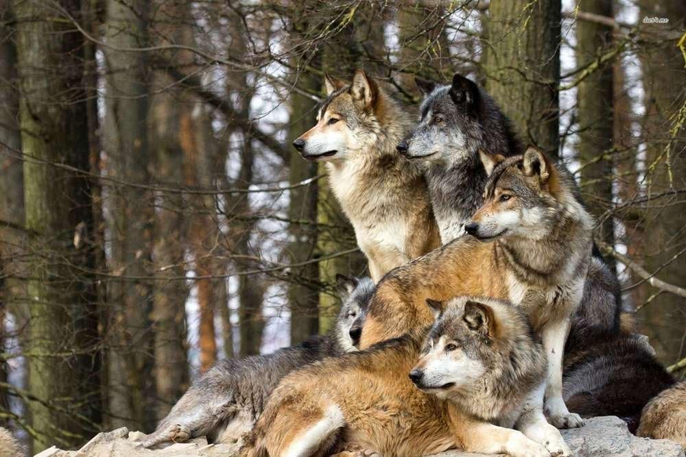 Amazon Com F Mints Wolf Pack E Art Print Poster Wall Decor Home Decor 36x24inches Posters Prints