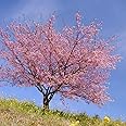 2 Kwanzan Cherry Blossom Tree Live Plants (6''-10'' Tall)- Japanese Cherry Blossom for Gardening - Not Ship CA