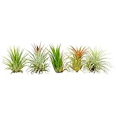 ragnaroc Air Plants - Tillandsia Ionantha Pack, Regular 1-3" - 5ct - Live Arrival Guaranteed - House Plants for Home Decor &amp; Gift