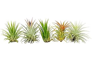 ragnaroc Air Plants - Tillandsia Ionantha Pack, Regular 1-3" - 5ct - Live Arrival Guaranteed - House Plants for Home Decor & Gift