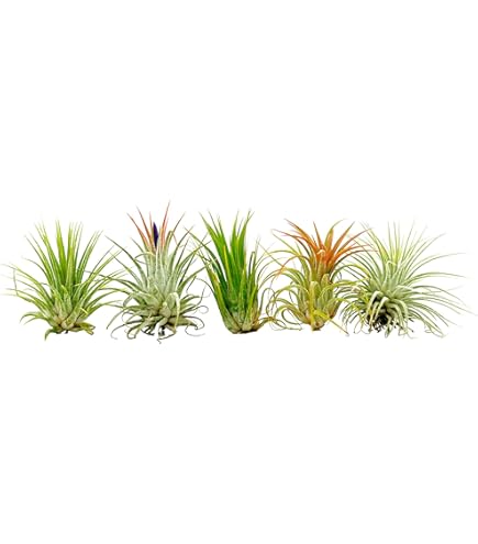 dracaena steudneri Dracaena Steudneri Cane