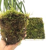 YUNSTK Natural Sphagnum Moss 5 Quarts Dried Moss for Plants Terrarium Orchid view 2