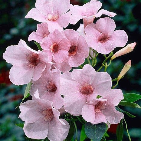 Gelsomino D Egitto Aromaterapia Materie Prime Naturali Per Profumeria Profumi Di Fiori Profumi Di Fiori Profumoterapia La Via Del Profumo By Abdessalaamattar