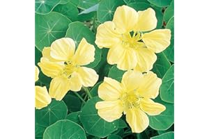 Outsidepride 400 Seeds Annual Nasturtium Yellow Moonlight Cimbing Vine Flower Seeds for Planting