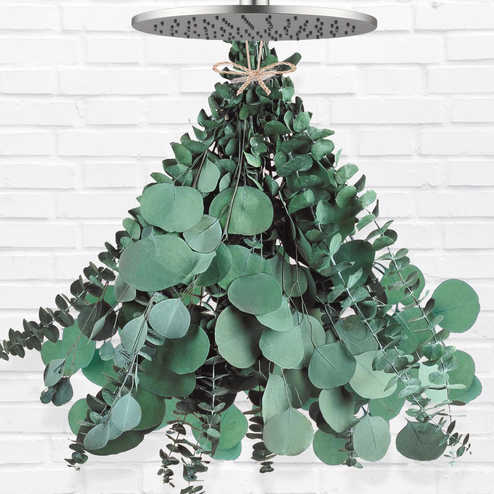 Photo 1 of 12 Pcs Large Dried Eucalyptus & Silver Dollar Leaves Bundle - Natural Real Fresh Plants, 17" Preserved Eucalyptus Stems for Shower Hanging, Bathroom Decor, Garland, Greenery Plant