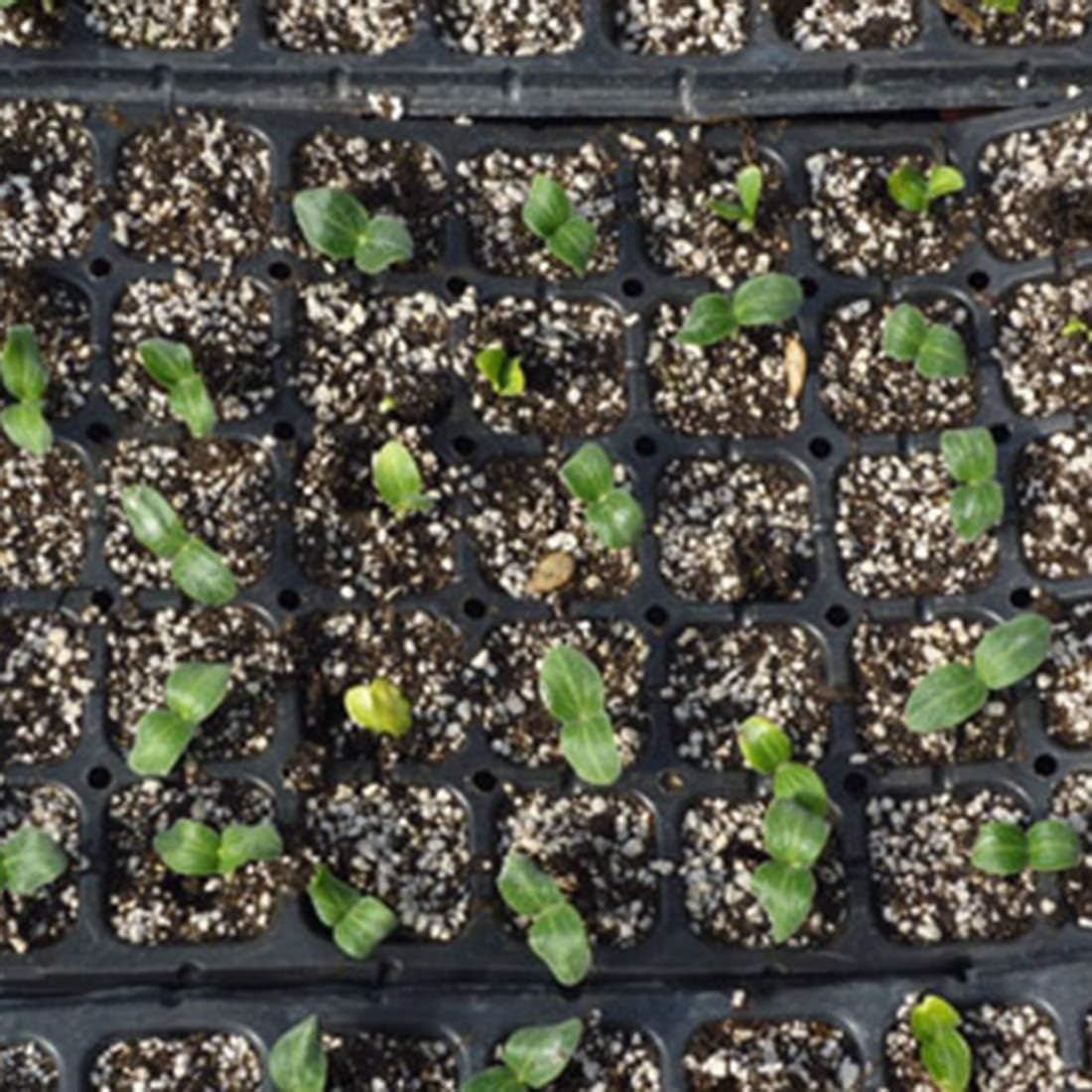 COLTIVATORE DI CASO Pianta Di Partenza Vassoio Di Cella Vassoio Inserti EUR 33,25 - IT - Foto 6