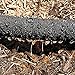 A.M. Leonard Tree Soaker, Ring Hose - 6 Feet