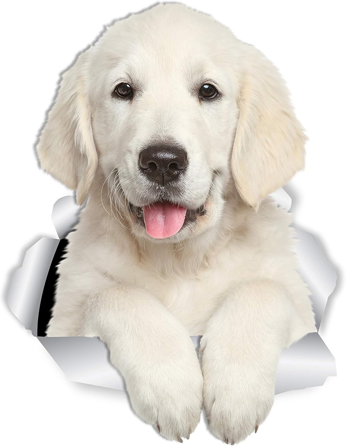 golden retriever bear