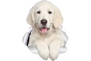 Winston & Bear Gorgeous Golden Retriever Dog Wall Decals - 2 Pack - Golden Retriever 3D Sticker Decals for Walls, Cars, Toile