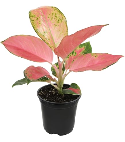 black hanging planter Portico Planter Vermilion