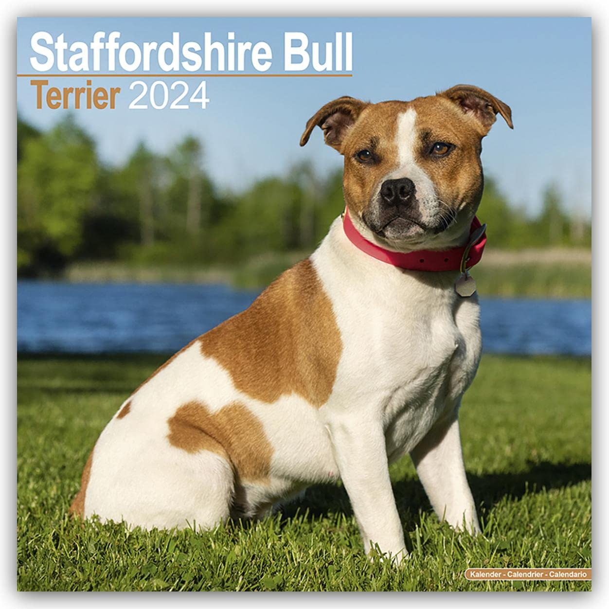 Staffordshire Bull Terrier Calendar 2024 | Square Dog Breed Wall Calendar - 16 Month
