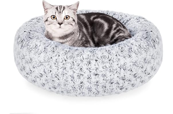 cute cat beds amazon