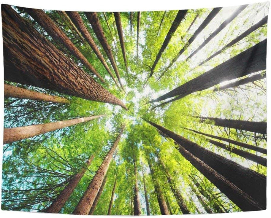 SPXUBZ Wall Tapestry Ancient California Redwood Trees Beech Forest Great Ocean Road Victoria Wall Hanging Decoration Soft Fabric Tapestry Perfect Print for House Rooms