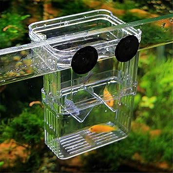 Amazon Com Lishuai Transparent Acrylic Fish Breeding Isolation