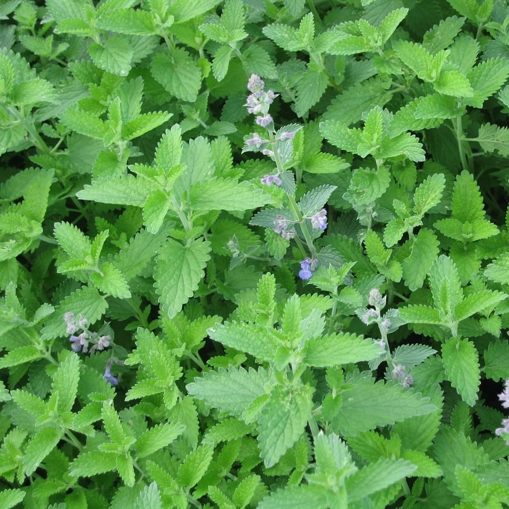 PREMIER SEEDS DIRECT - Catnip- Catmint - Nepeta CATARIA - 2 GRAM ~ Approx 2660 Seeds