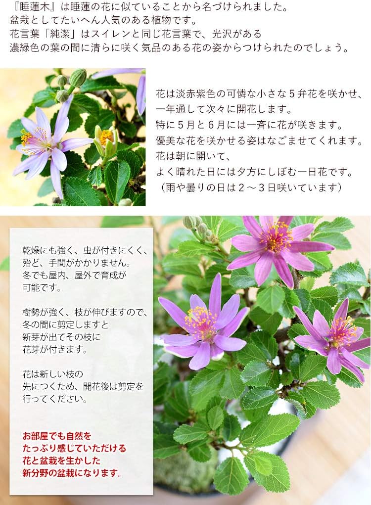 Amazon 花由 敬老の日 ギフト 創作盆栽 苔あそび 睡蓮木 盆栽と金長まんじゅう２種類 セット フラワーマーケット花由 食品 飲料 お酒 通販