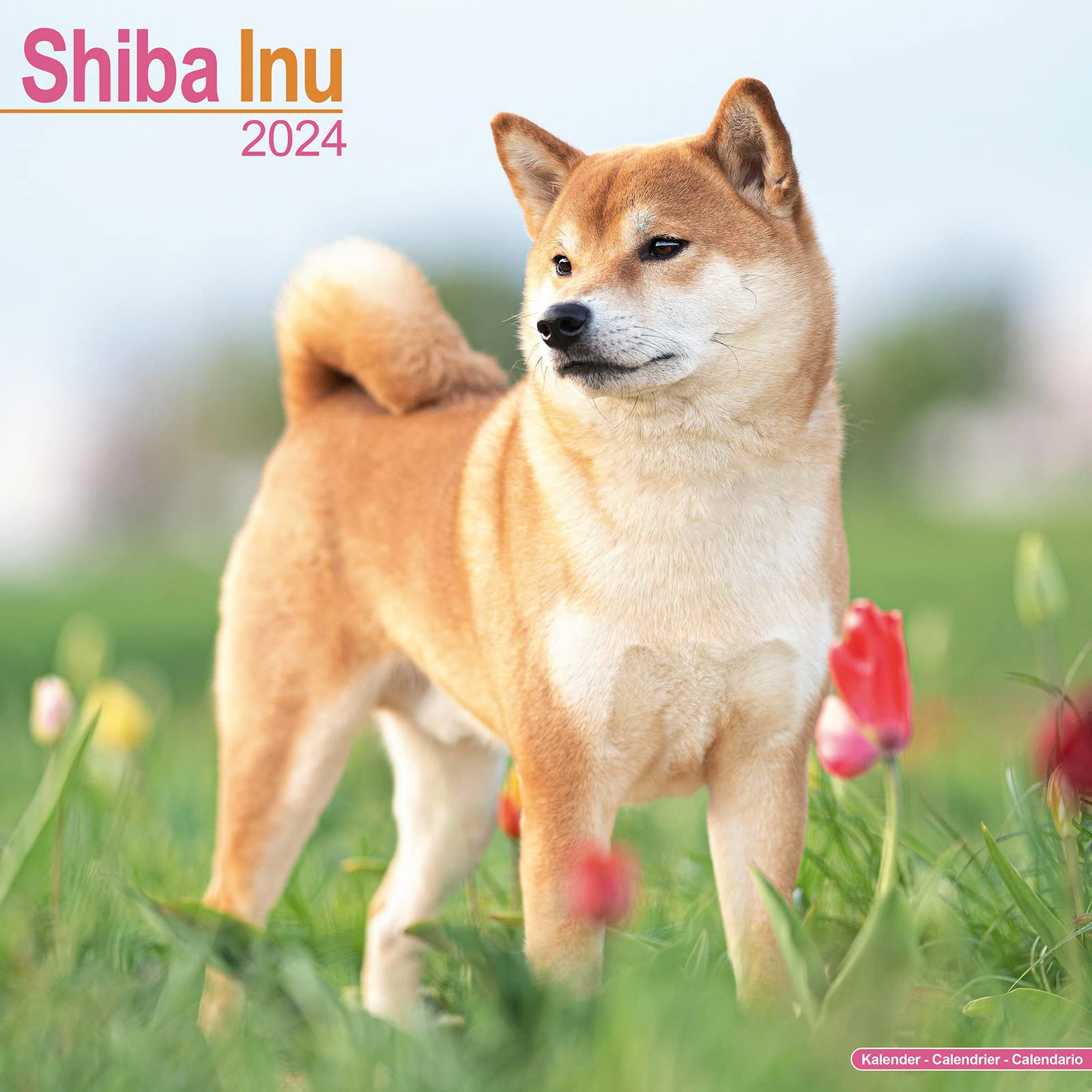 Shiba Inu Calendar 2024 | Square Dog Breed Wall Calendar - 16 Month