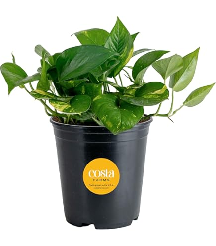 pothos marble queen Pothos Marble Queen  Botanical Dwellings