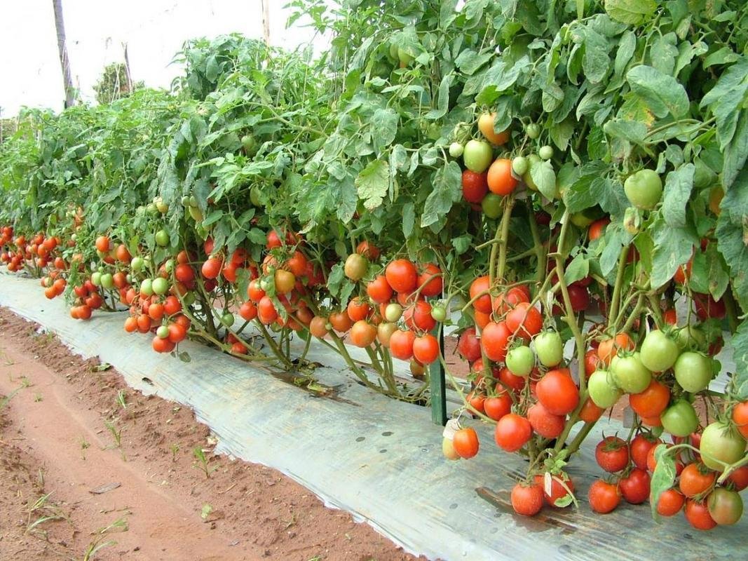 Nature Valley Vegetable Seeds - World's Best Triple Disease Resistant Tomato" Arka Rakshak" 30 Seeds