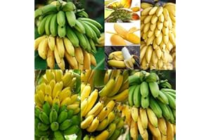 CZ GRAIN Banana Tree Seeds for Planting - Grow Bananas (20 Seeds)
