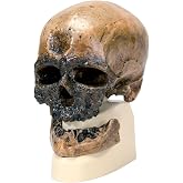 3B Scientific VP752/1 Crô-Magnon Anthropological Skull Model, 8.5