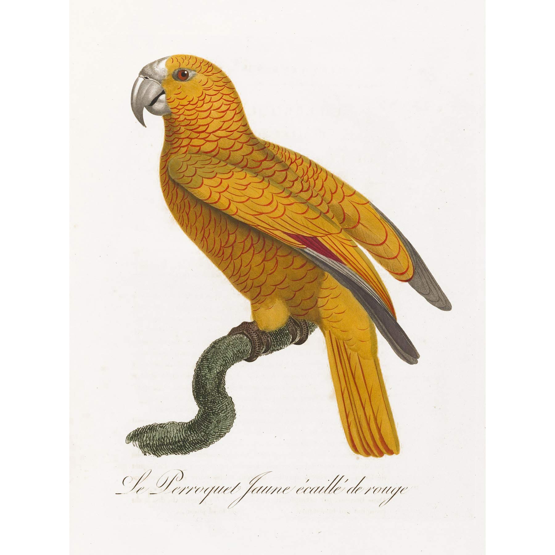 Orange Bird Vintage Illustration Large Wall Art Print Canvas Premium Poster