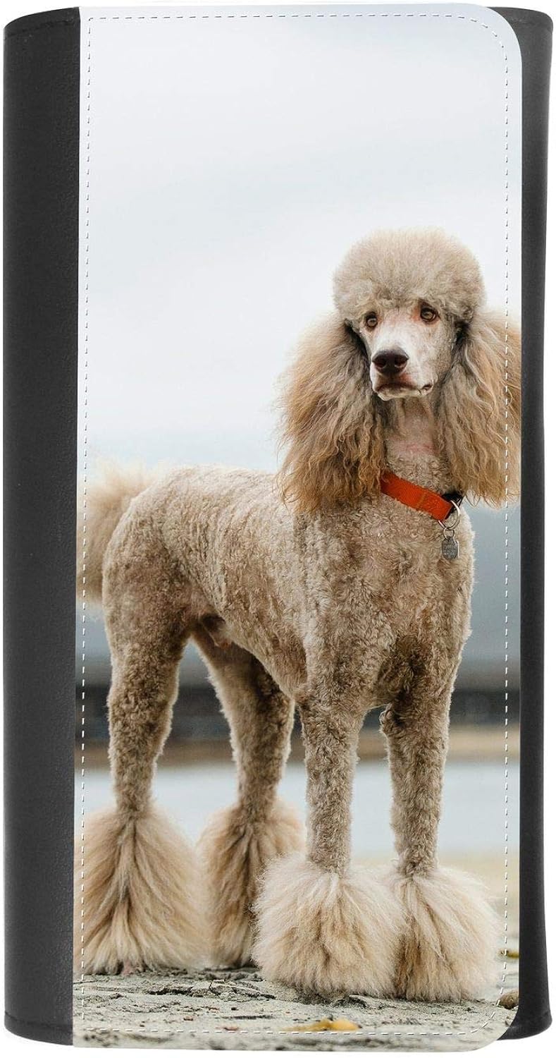 apricot standard poodle