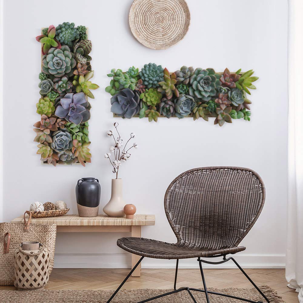 UVCD0051 Wall Stickers decals succulents flowers Wall decoration living room kitchen bedroom entrance.