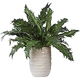 Uttermost 60229 Verdure Fern - Pot-16.25 Inches Tall and 18.75 Inches Wide
