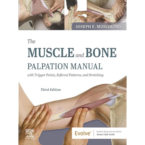 Palpation Techniques: Surface Anatomy for Physical Therapists