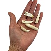 Heyiwell 5PC Real Alligator Teeth, Genuine Alligator Tooth 1.25"~1.75" Inch