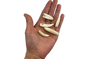 Heyiwell 5PC Real Alligator Teeth, Genuine Alligator Tooth 1.25"~1.75" Inch
